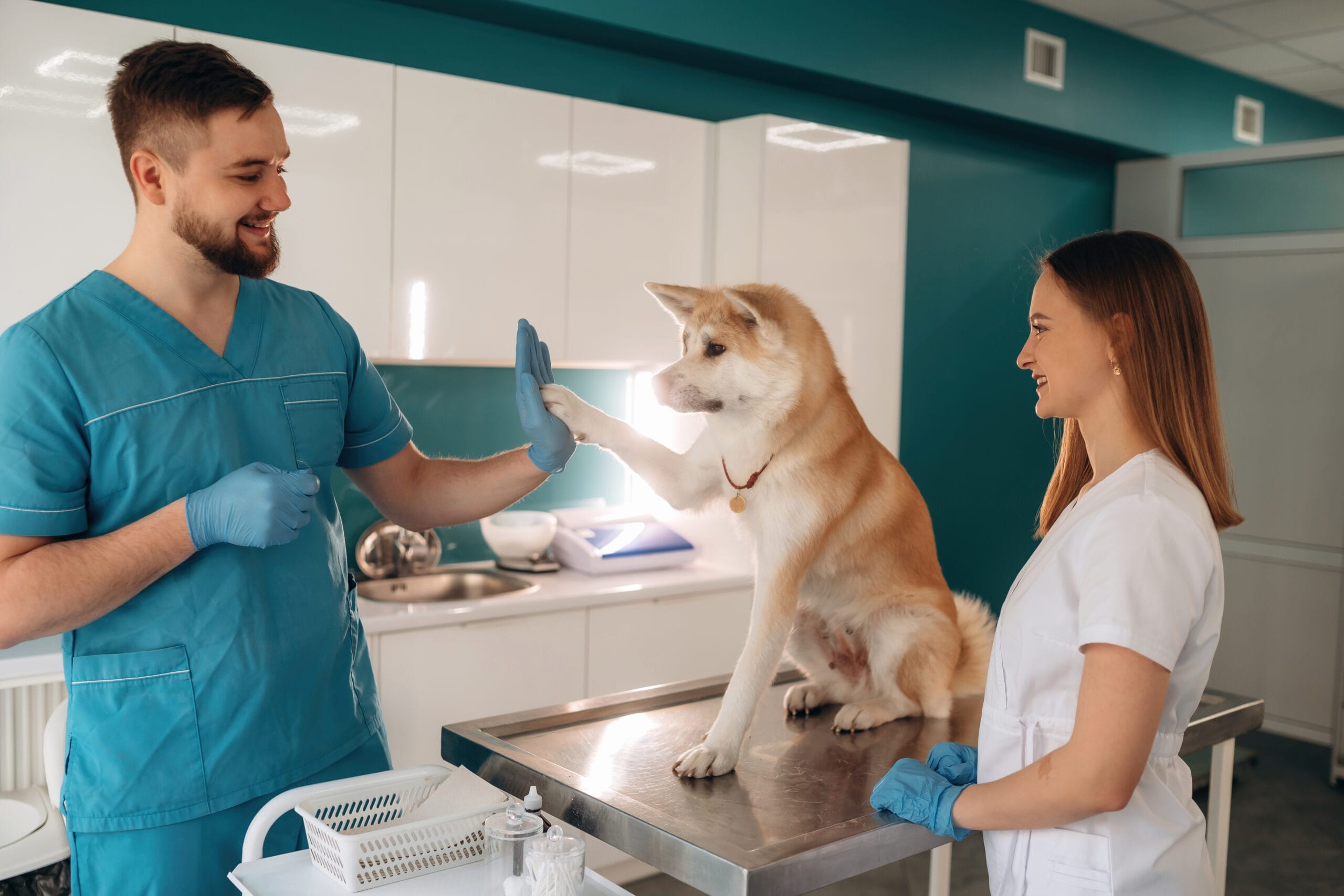 Veterinarians examining an Akita Inu dog in a clinic