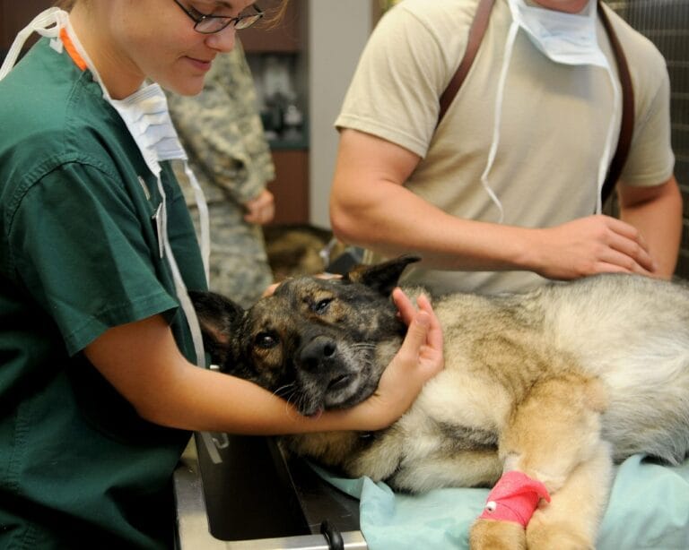 Veterinarian comforting a German Shepherd with a bandaged leg on an exam table